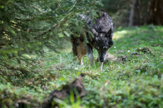 A grey wolf-like dog sniffing in a montane forest, confusion with a wolf