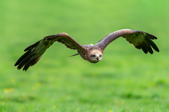 Black Kite (Milvus migrans) in flight.