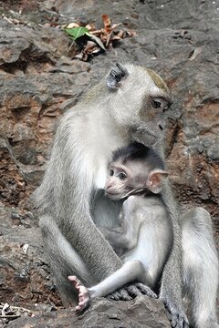 Macaque with its young, Tiger Temple, Krabi Province, Thailand