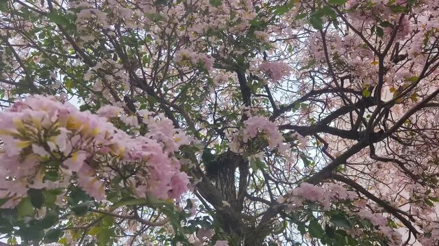Pink Tabebuia Blossom Tree in Full Bloom Under Daylight
