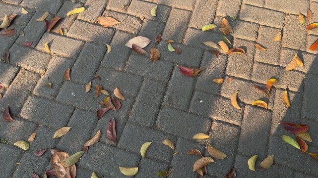 Dry Leaf with Sunlight Shadow on Paving Block Walkway