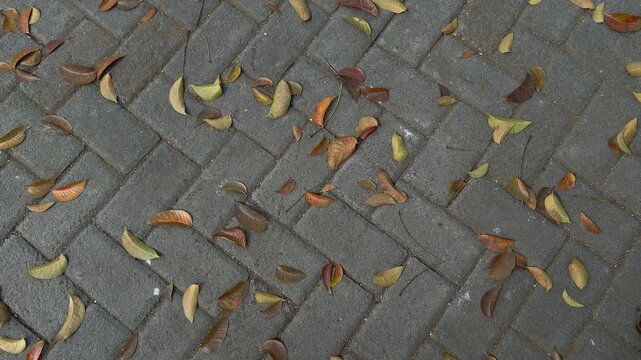 Dry Leaf on Paving Block Walkway