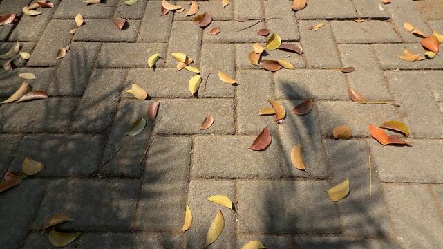 Sunlight Shadow with Dry Leaves on Paving Block Walkway