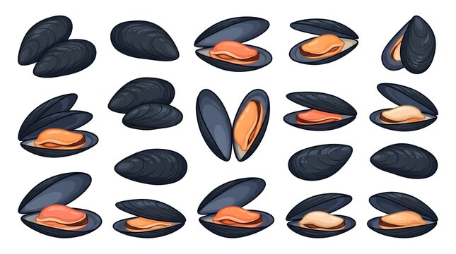 Vector illustration set of fresh mussels, open and closed