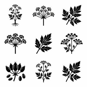 Detailed botanical vector illustration of Water Hemlock (Cicuta) showing white umbel flower clusters, green compound leaves, and stem structure, isolated on white background.