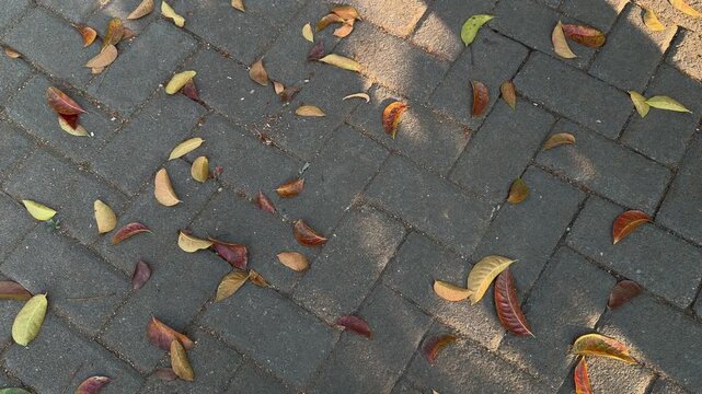 Sunlight Shadow with Dry Leaves on Paving Block Walkway
