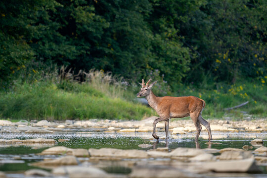 Red Deer - Cervus elaphus, large beautiful iconic animal from European forests and meadows, Poland.