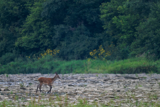 Red Deer - Cervus elaphus, large beautiful iconic animal from European forests and meadows, Poland.