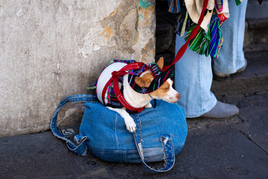 Small dog wearing traditional Guatemalan woven textile clothing and hat, resting on a denim bag on a cobblestone street next to a weathered wall