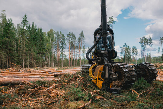 Forest harvesting machine with large wheels and cutting equipment operates among felled trees in a dense forest under a cloudy sky, showcasing logging operations