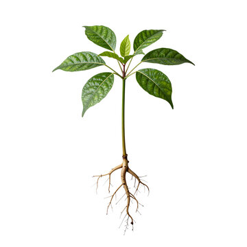 Young plant with visible roots and green leaves against a white background