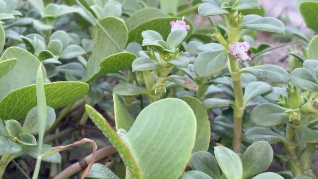 Close-up of Green Coastal Succulent Ground Cover Plants with Small Flowers in Nature