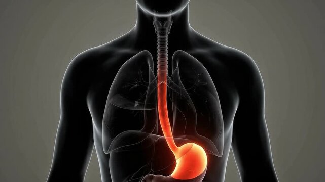 3D medical animation of a human torso showing a glowing bolus of food moving down the esophagus and into the stomach within the digestive system
