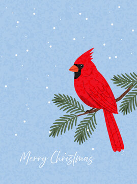 A beautiful red cardinal perches on the branch of an evergreen tree in the forest. A retro-style vector Christmas greeting card.