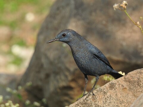 Blue Rock Thrush perched on rock