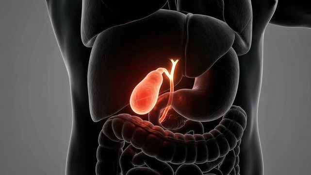 3D medical illustration highlighting the glowing gallbladder within the human digestive system including the liver and intestines