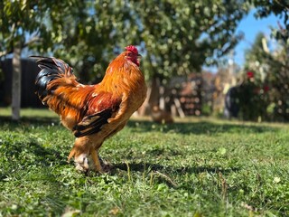 Rooster in the garden in the farm © xpabli