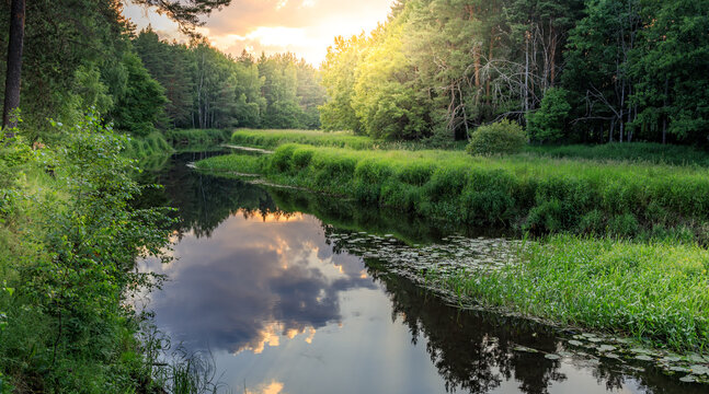 Serene river winds through lush green forest