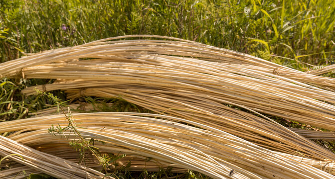 Dry reeds lie tangled in sunlit grass