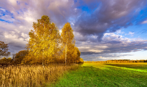 Golden trees glow against a stormy sky