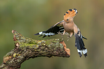 Eurasian hoopoe (Upupa epops) lands on a branch. Green background.              © Albert