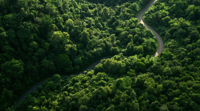 Aerial view of a winding asphalt road curving through dense green forest, with warm sunlight highlighting the trees and creating a peaceful natural landscape.