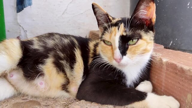 Calico cat with swollen mammary glands from nursing resting while lying down