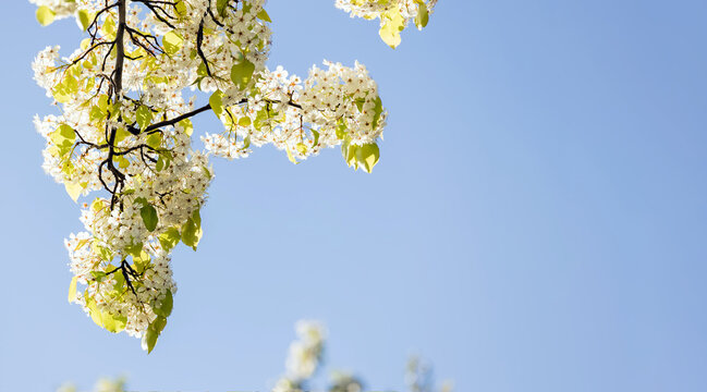 White pear blossoms against blue sky, spring banner