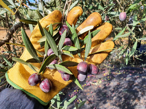 Hand in Work Glove Harvesting Olive Branch in Orchard