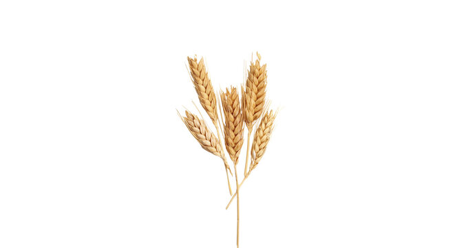 Bunch of golden wheat ears isolated on black background, harvest concept