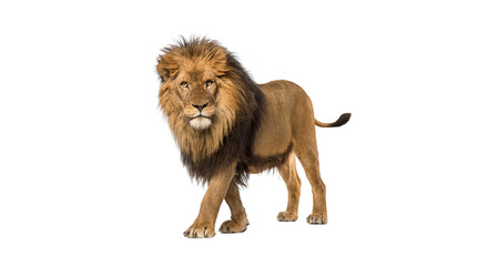 Majestic male lion standing and looking isolated on black background © SpectraFocus
