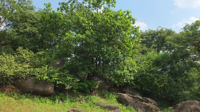 Green trees and rocky terrain in a natural setting