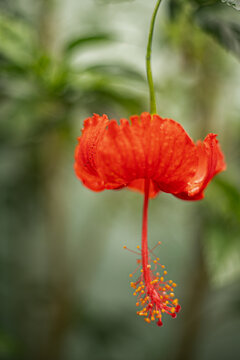 Flor de avispa