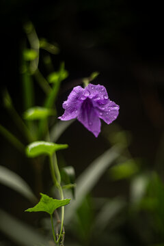 flor morada
