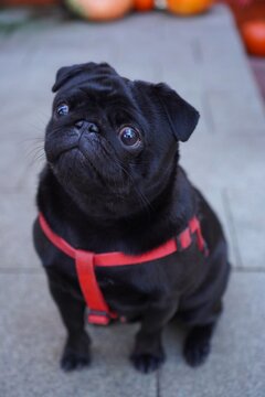  black pug dog in red harness sitting near pumpkins and autumn leaves on orange background. Pet care, harvest festival and Halloween concept. Seasonal autumn walk with adorable pet.