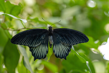close-up of a male Great Mormon butterfly perched on a green leaf with blurred background © mschauer