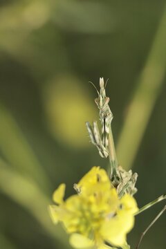empusa sp 