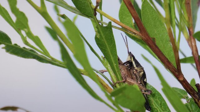 Grasshopper insect eating green leaves on plant