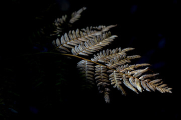 Dry brown fern leaf lit by sunlight on black background © Prodocdrone