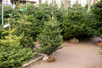 Fresh Christmas trees arranged outdoors at seasonal holiday market display © o1559kip