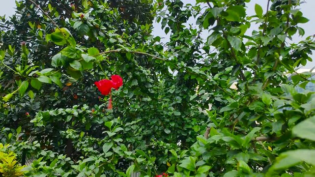 Hibiscus fresh herbal red flowers blooming near outdoor garden wal