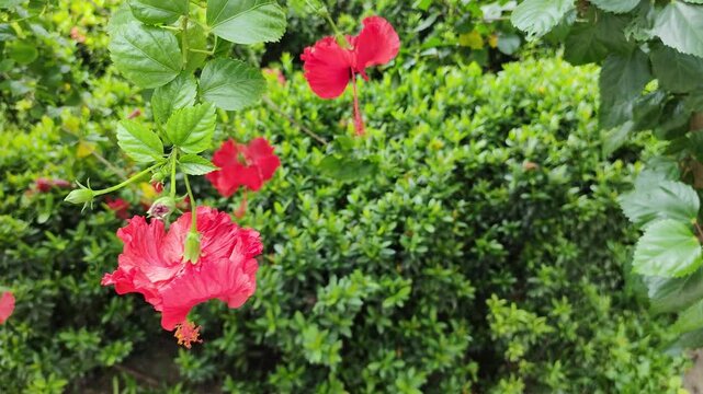 Hibiscus red herbal flowers blooming with green leaves in garden