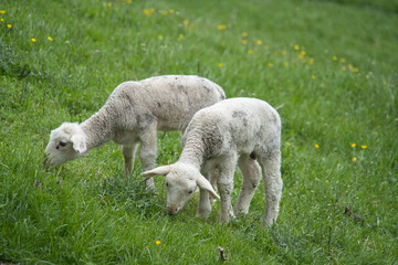 Fototapeta premium Two young lambs are enjoying the fresh meadow.