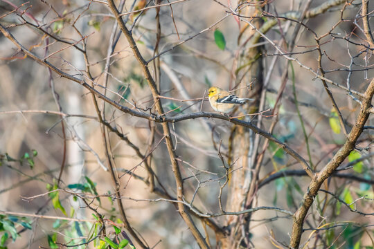 American goldfinch in winter. Chesapeake and Ohio Canal National Historical Park. Maryland