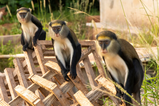 Three mona monkeys on wooden crates, Boabeng, Ghana