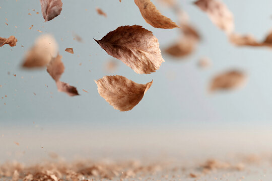 Brown leaves drift through soft, muted air. Ground shows scattered fragments of fallen foliage. Light background enhances gentle motion of falling leaves. Image evokes quiet autumnal atmosphere