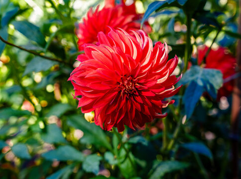 Detail Dahlia Flower 3