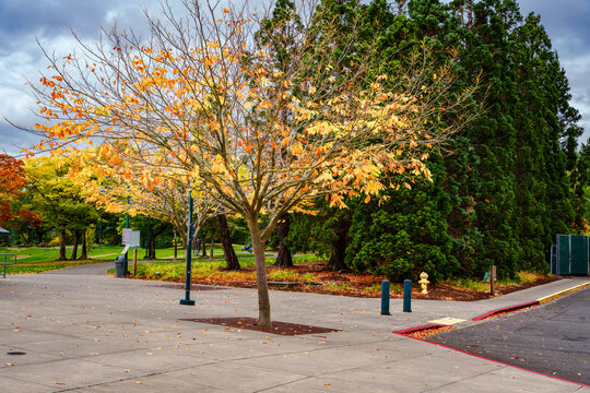 Saprce Fall Leaves