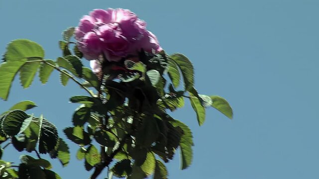 Beautiful Pink Rose Flower Moving In The Wind Against Clear Blue Sky - 4K