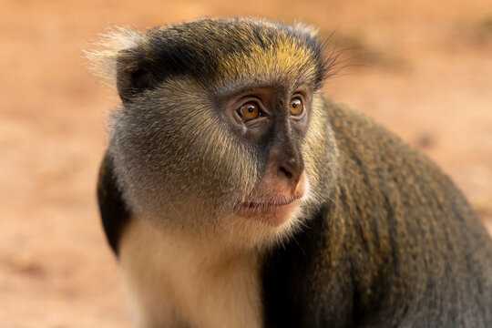 Close up of a mona monkey face, Boabeng, Ghana